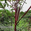07-20110812Q比出門走走去 08.jpg