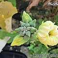 08-2011.08.17 住家附近走走 19.jp