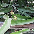 12-2011.08.17 住家附近走走 15.jp