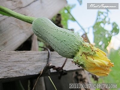 14-2011.08.17 住家附近走走 13.jp