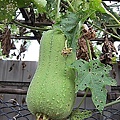 15-2011.08.17 住家附近走走 12.jp