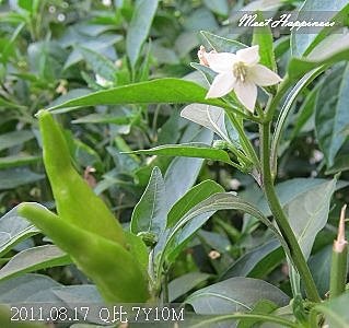 19-2011.08.17 住家附近走走 07.jp