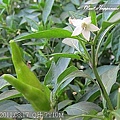19-2011.08.17 住家附近走走 07.jp
