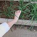 22-2011.08.17 住家附近走走 08.jp