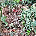 05-2011.08.16 公園走走去~~青椒 1