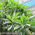 10-20110815公園走走去~雞蛋花10.j