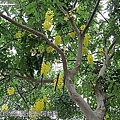 13-20110815公園走走去~阿勃勒 07.