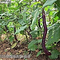 14-20110815公園走走去茄子 06.jpg