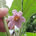 15-20110815公園走走去茄子花 05.j