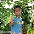 16-20110815公園走走去~木瓜 06.jp