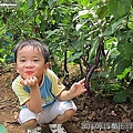 17-20110815公園走走去~茄子 04.jp