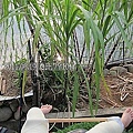 06-2011.08.19 鄉間小道走走 17.jp