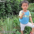 19-20110815公園走走去~蘆薈 01.jp