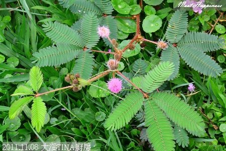 04-2011.11.08 大溪TINA廚房 12.jp