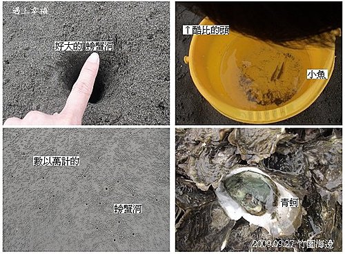 20090927竹圍海邊1.jpg