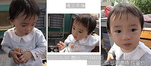 15 20100330 旭申農場 採蕃茄.jpg
