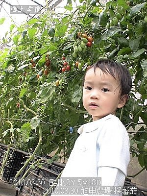 13 20100330 旭申農場 玉女蕃茄.jp