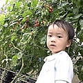 13 20100330 旭申農場 玉女蕃茄.jp