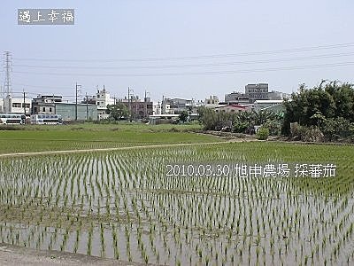 02 20100330 旭申農場 採蕃茄.jpg