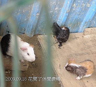 04花開了休閒農場2009-09-18.jpg