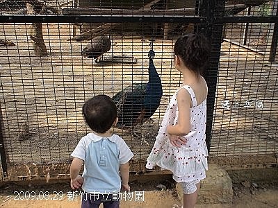 05新竹市立動物園孔雀.jpg