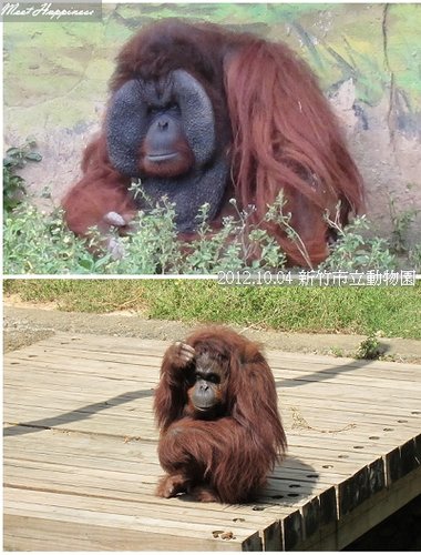 03-20121004新竹市立動物園17.jpg