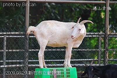 04新竹市立動物園 山羊.jpg