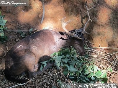 08-20121004新竹市立動物園12.jpg