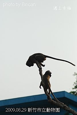 59新竹市立動物園 馬來猴.jpg