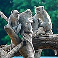 57新竹市立動物園 馬來猴.jpg