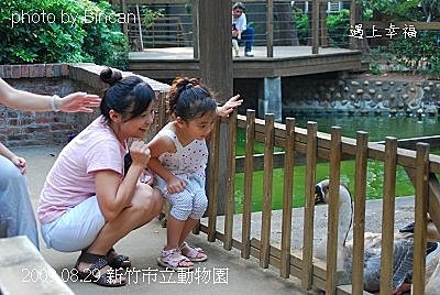 53新竹市立動物園 鵝.jpg