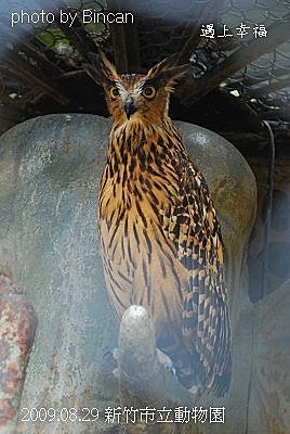 52新竹市立動物園 黃魚鴞 .jpg