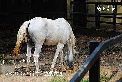 02新竹市立動物園 馬.jpg