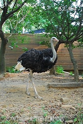 49新竹市立動物園 駱鳥 .jpg