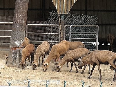01新竹市立動物園 黑肚綿羊.jpg