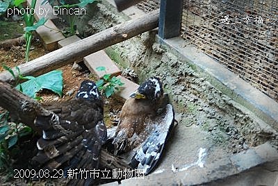 44新竹市立動物園 赫氏角鷹.jpg