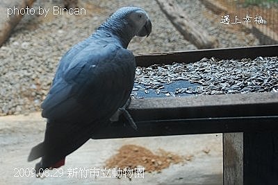 43新竹市立動物園 非洲灰鸚鵡.jpg