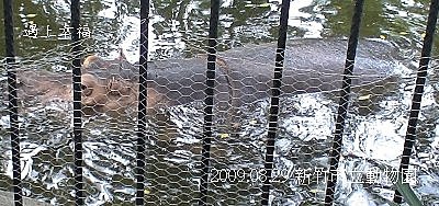 40新竹市立動物園 河馬 .jpg