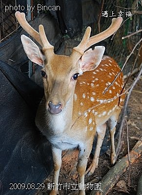 39新竹市立動物園 梅花鹿.jpg