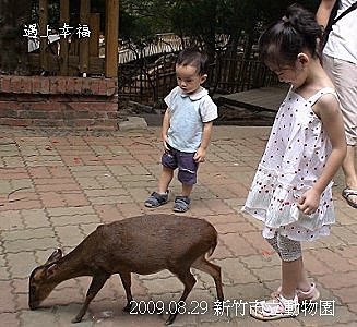31竹市立動物園 鹿的樂園.jpg