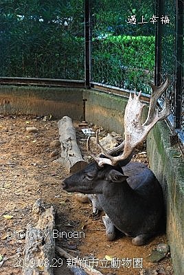30竹市立動物園 天鹿.jpg
