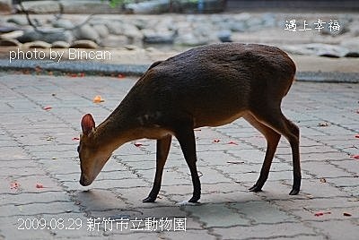 30新竹市立動物園 山羌.jpg