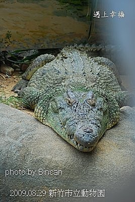 28新竹市立動物園 鱷魚.jpg