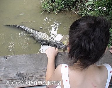 27新竹市立動物園 鱷魚.jpg