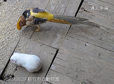 19新竹市立動物園 黃金雞.jpg