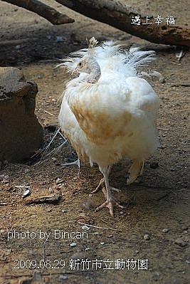 07新竹市立動物園 孔雀.jpg