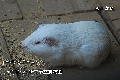 20新竹市立動物園 天竺鼠.jpg