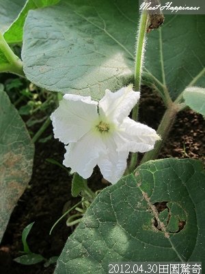 05-2012.04.30田園驚奇 19.jpg