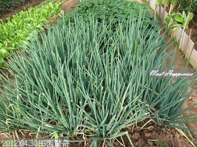09-2012.04.30田園驚奇 15.jpg
