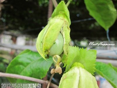 17-2012.05.03田園驚奇 07.jpg